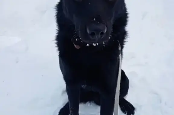 Найдена собака в Томске ищет дом