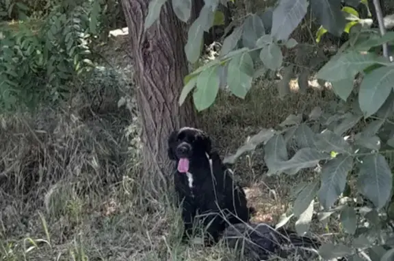 Собаки потеряшки, Российский, фото: Потеряшка собака Чарли на улице Комарова, 21В