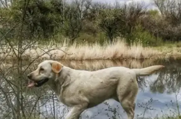 Пропала собака Зара в Нижнежуравском, Константиновский район