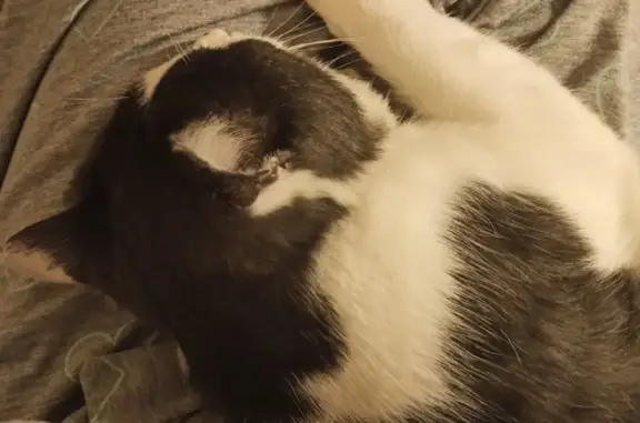 Кошки потеряшки, Вятские Поляны, фото: Потеряшка кошка в районе Сахалин, возможно на ул. Некрасова или Высотной.