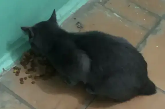 Пропала кошка на улице Юлиуса Фучика, Казань