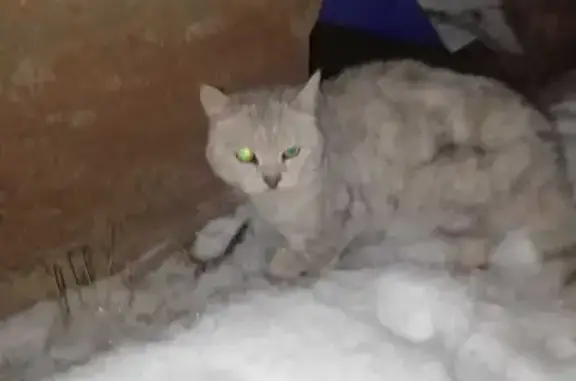 Найден кот на Ленинградской, 55