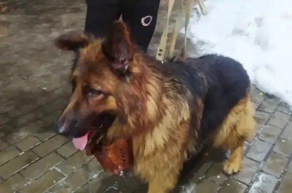 Найдена собака в Жулебино, ищут хозяев!