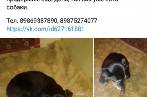 Собака найдена на Революционной, 65 в Пензе