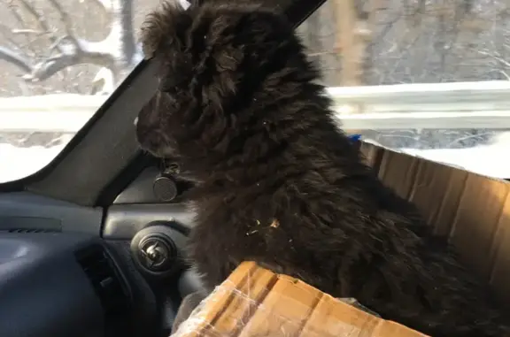 Собаки потеряшки, Рославль, фото: Потеряшка щенок Миша на ул. Циолковского 22