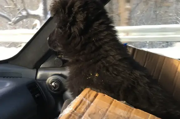 Собаки потеряшки, Рославль, фото: Потеряшка щенок Миша на ул. Циолковского 22