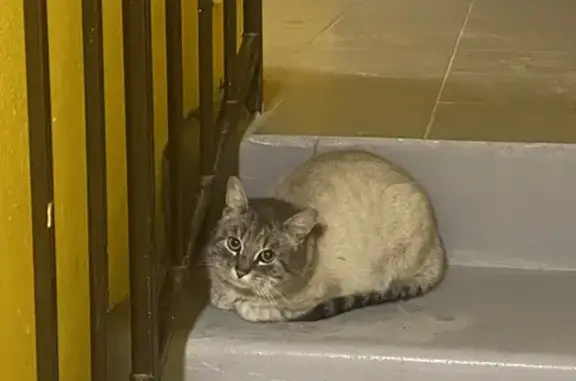 Найдена кошка на Дивизионном проезде, 13