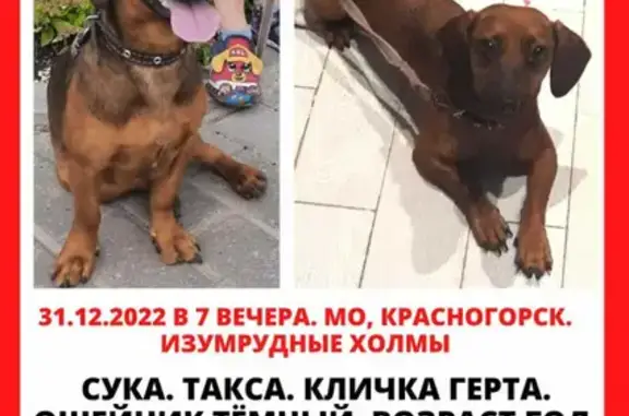 Пропала собака Герта на ул. Игоря Мерлушкина, 2, Красногорск