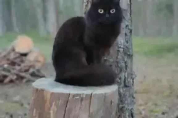 Кошки потеряшки, Курбское сельское поселение, фото: Потеряшка уличная кошка поселения Курбское, имя Пума 78Н-0977