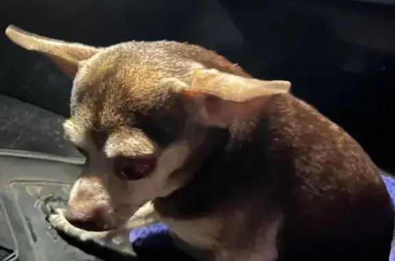 Найдена собака, Московская область, фото: Найден коричневый чихуахуа на ул. Партизанская, 22, Шаховская