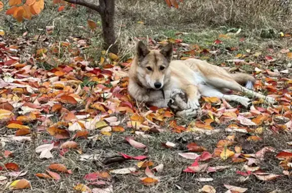 Пропала собака Дейзи в Белоглинке, Крым