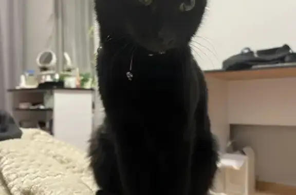 Найдена черная кошка возрастом 3-5 мес. на ул. Бакалинская, 25