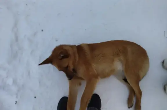 Собака с ошейником найдена на улице Коммуны