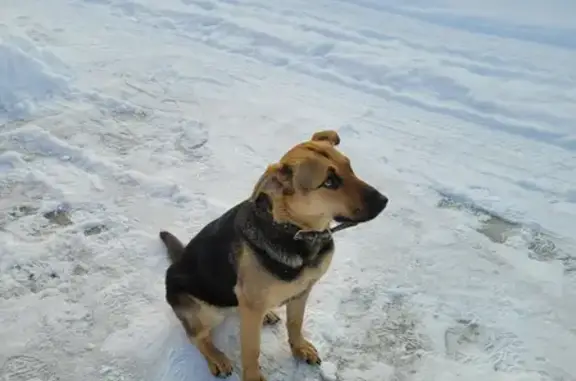 Найдена собака в деревне Ближнево, Московская область