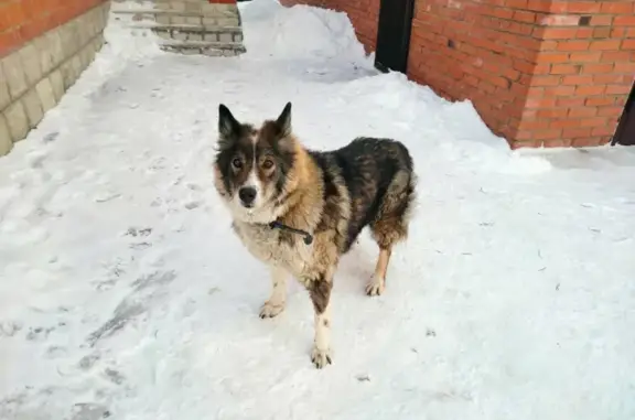 Пропала собака Марго на улице Свободы, Ишимбай