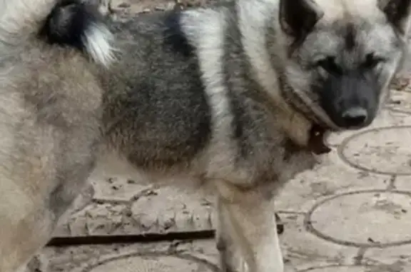 Пропала собака на улице Нуриманова, Ишимбай