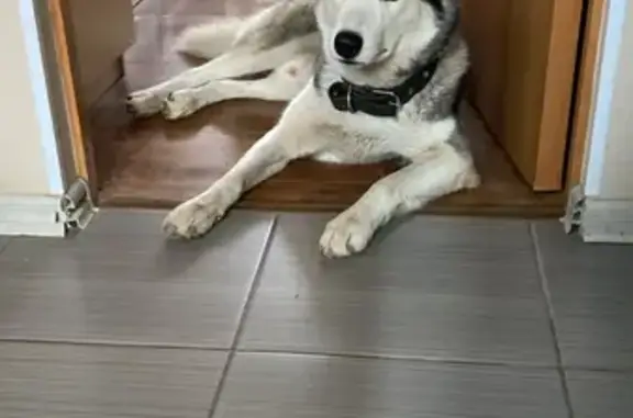 Собака найдена на ул. Шаумяна 6 в Астрахани