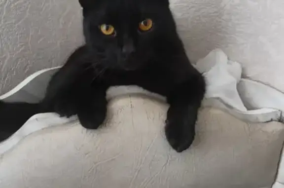Пропала черная кошка на Кавказской, Новошахтинск