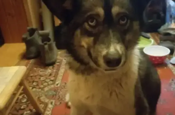 Найдена собака с окрасом хаски в СНТ 