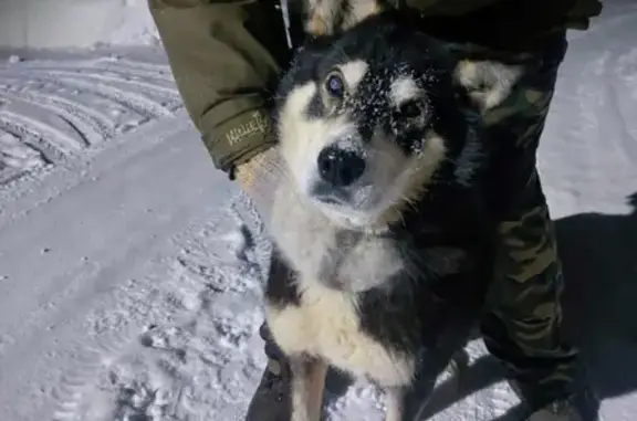 Найдена собака в Илиме, Свердловская область