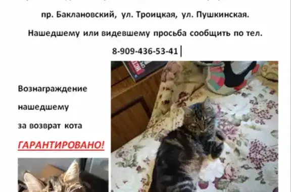 Пропал кот-подросток на Баклановском проспекте, Новочеркасск