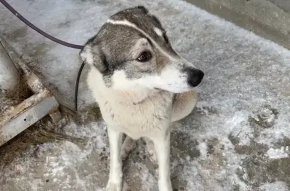 Найдена собака в Левашово, нужны хозяева