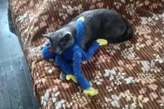 Кошки потеряшки, Ярославль, фото: Потеряшка кошка Яшка на Урицкого 48, Ярославль