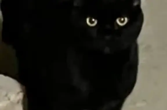 Найдена вислоухая черная кошка в Николо-Черкизово.