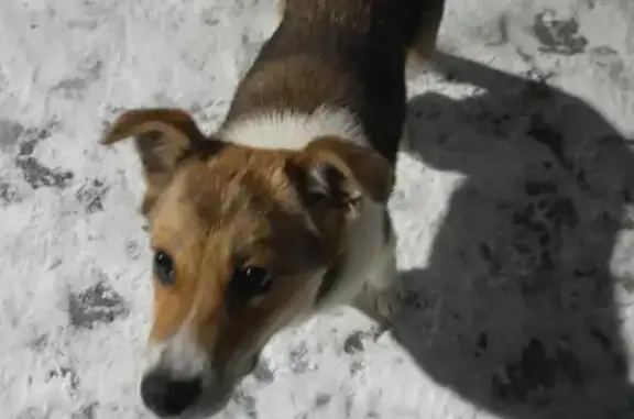 Найден щенок на Сусанинской площади, Кострома
