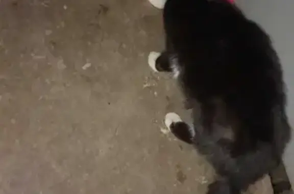 Найдена раненая черно-белая кошка на Зольной улице