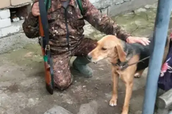 Пропала собака в Кугеси, «Волга»