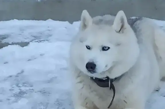 Найдена собака на АЗС Газпромнефть в Гостилово