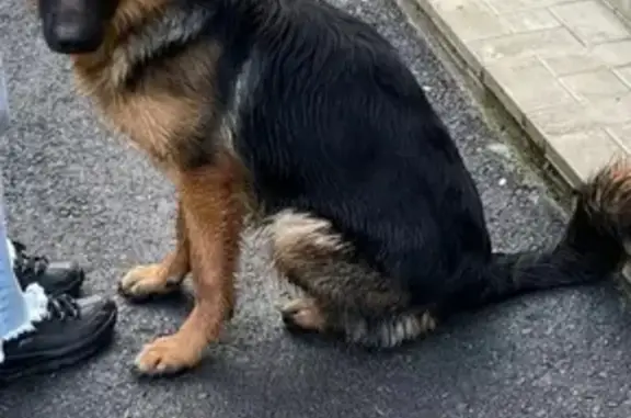 Пропала собака Тесла на Муезерской улице