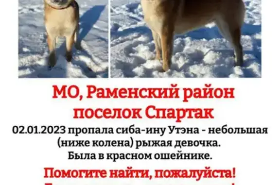 Пропала собака в поселке Спартак, МО
