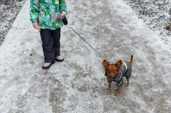 Собаки потеряшки, Санкт-Петербург, фото: Потеряшка Русский той на Рабфаковской, чипирован