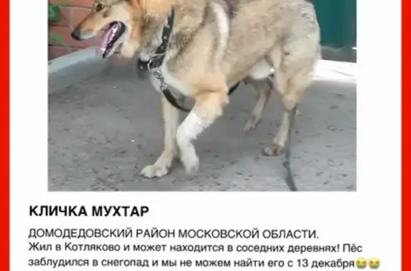 Пропал пес Мухтар в Котляково, Московская область