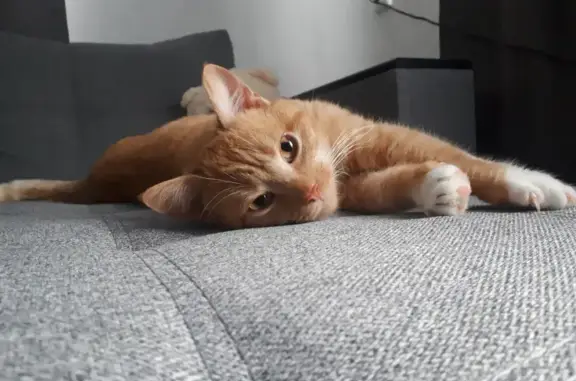 Потерянные животные Багаевская, фото: Пропала рыжая кошка, без ошейника, ул. Дружбы 21