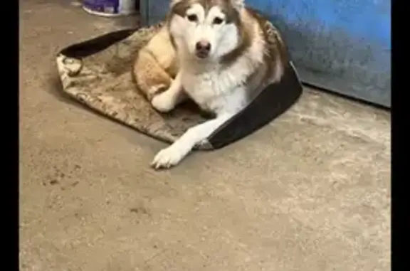 Собака найдена в Очаково, Москва