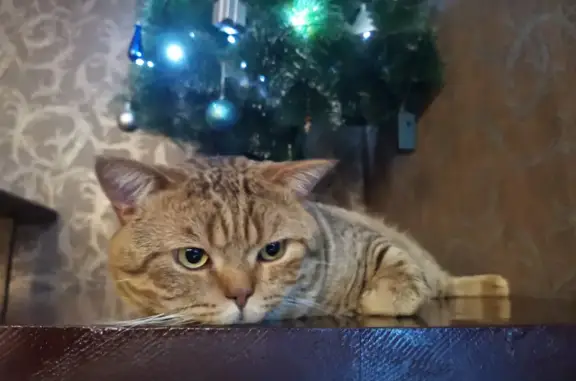 Кошки потеряшки, Ульяновск, фото: Потеряшка кошка Лео на ул. Толбухина, 51, Ульяновск