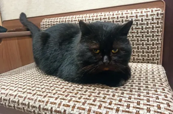 Найден чёрный кот на Астраханской, Липецк