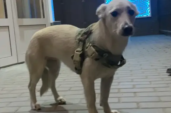 Найдена собака, Волгоград, фото: Собака в шлейке на бульваре Энгельса 8, Волгоград