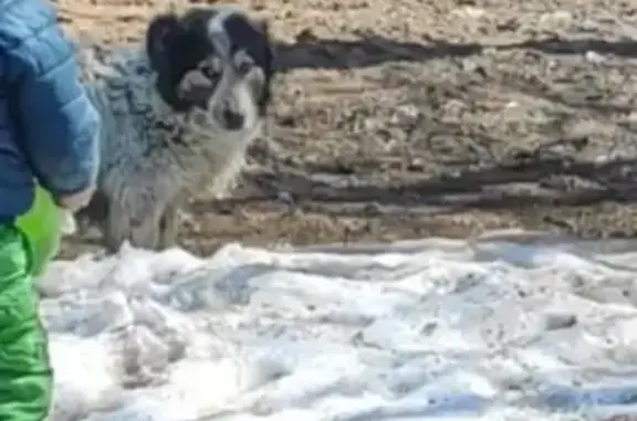 Пропала собака на Мелитопольской, Казань