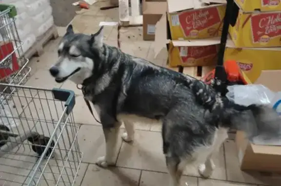 Потеряшка собака на Кировоградском проезде, Москва