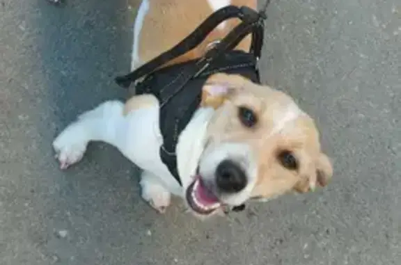 Собаки потеряшки, Нижний Новгород, фото: Потеряшка собака Оливия, ул. Планетная, Н. Новгород