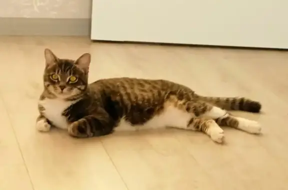 Кошки потеряшки, Пермь, фото: Потеряшка серо-бежевый кот с белой грудкой (Усть-Качка, Камская ул. 29)