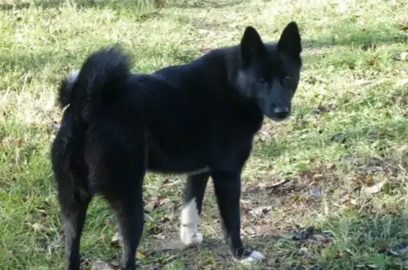 Пропала собака в Нижегородской области