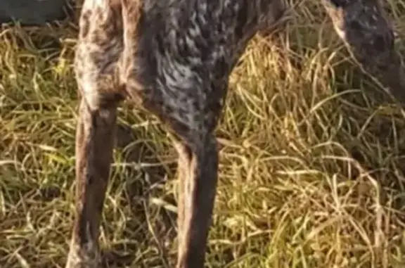 Пропала собака по имени Берч, порода курцхаар, адрес: Кавказская 03К-212, тел. +7 928 402 20 56