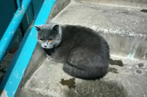Найдена домашняя кошка на ул. Пархоменко, 82