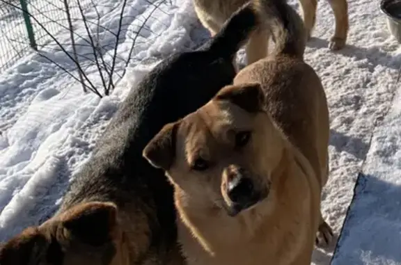 Пропали 3 собаки в Симферополе, Каменка, окрас серый и рыжий