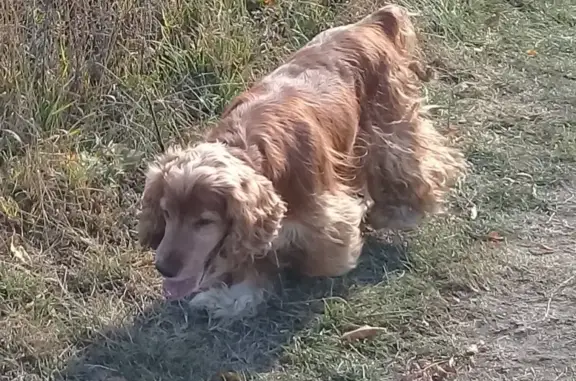 Пропала собака Арчи на Шоссейной, 15 в Черкесске